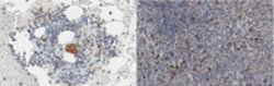 PD-1 Mouse anti-Human, Clone: EH33.1F9.G4.5, MilliporeSigma:Antibodies:Primary